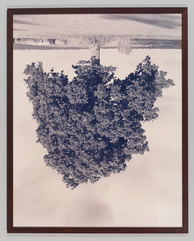 Aged looking photograph of an tree in a field, upside down.