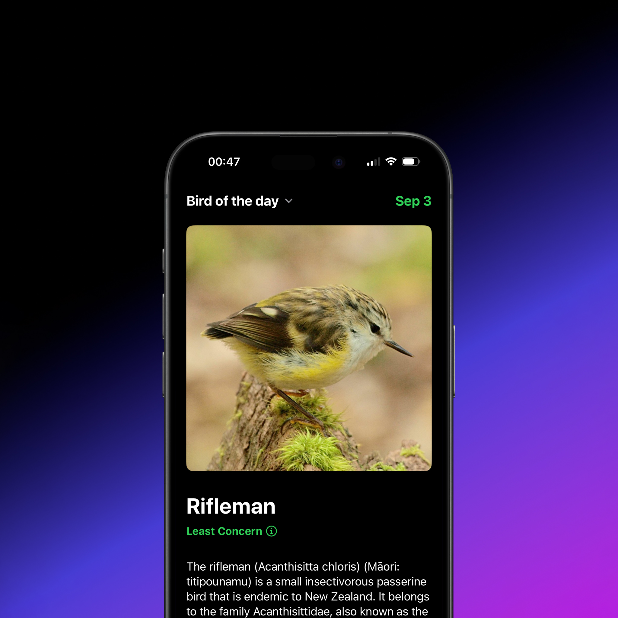 Screenshot of Daily Bird app, with a photo of a bird on a phone, and text above that says "a new bird every day".