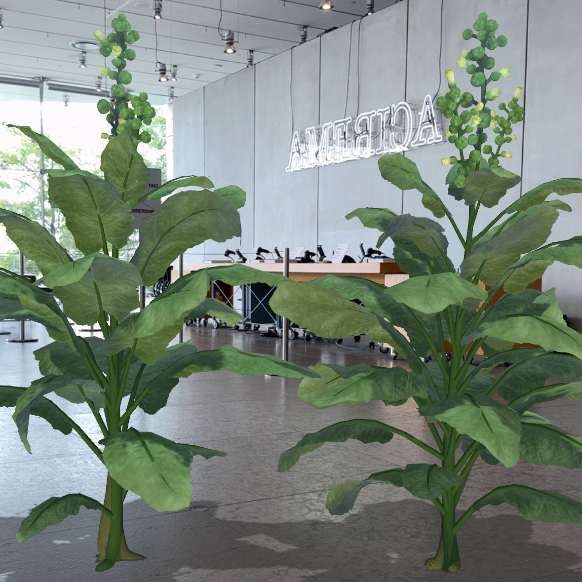 Two computer generated green tobacco plants appear growing out of the concrete floor of the Whitney Museum lobby.