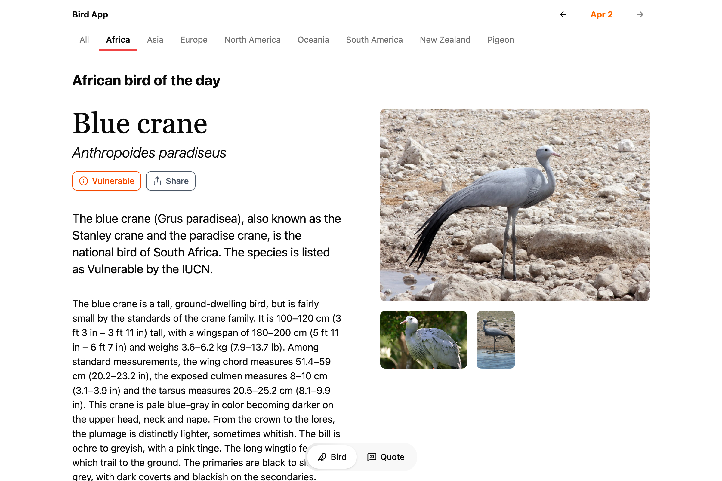 Webpage titled African Bird of the Day, with information about a Blue crane visible.
